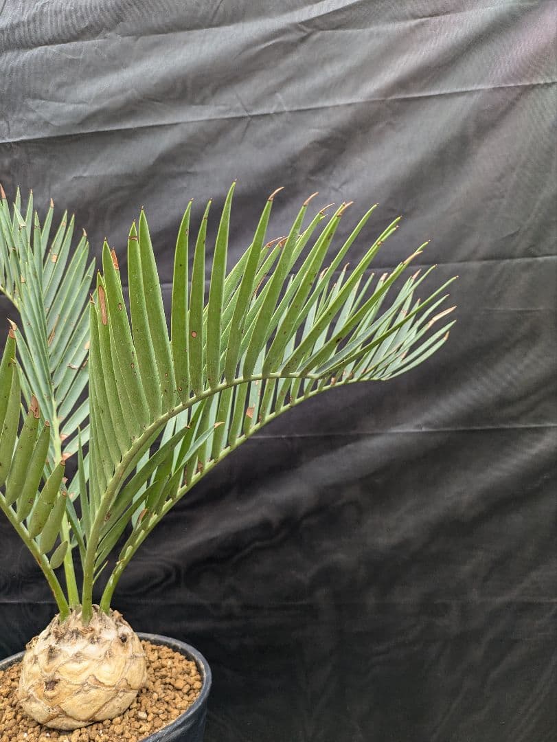 13 エンセファラルトス プリンセプス 特大 白肌 球体 送料無料