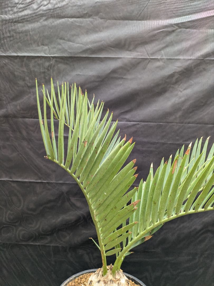 13 エンセファラルトス プリンセプス 特大 白肌 球体 送料無料