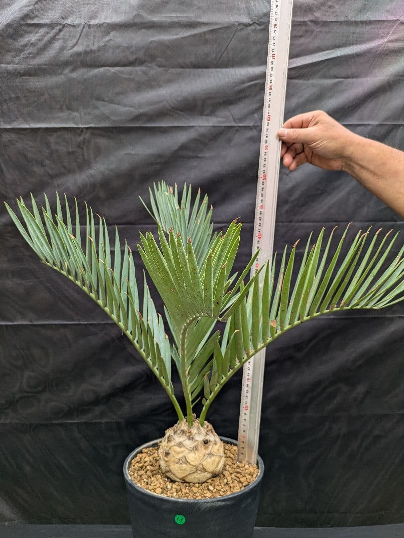 13 エンセファラルトス プリンセプス 特大 白肌 球体 送料無料