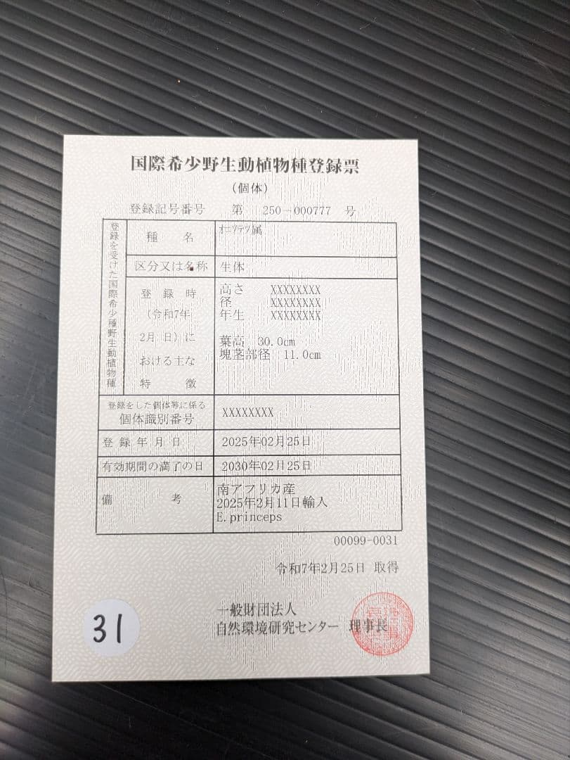 13 エンセファラルトス プリンセプス 特大 白肌 球体 送料無料