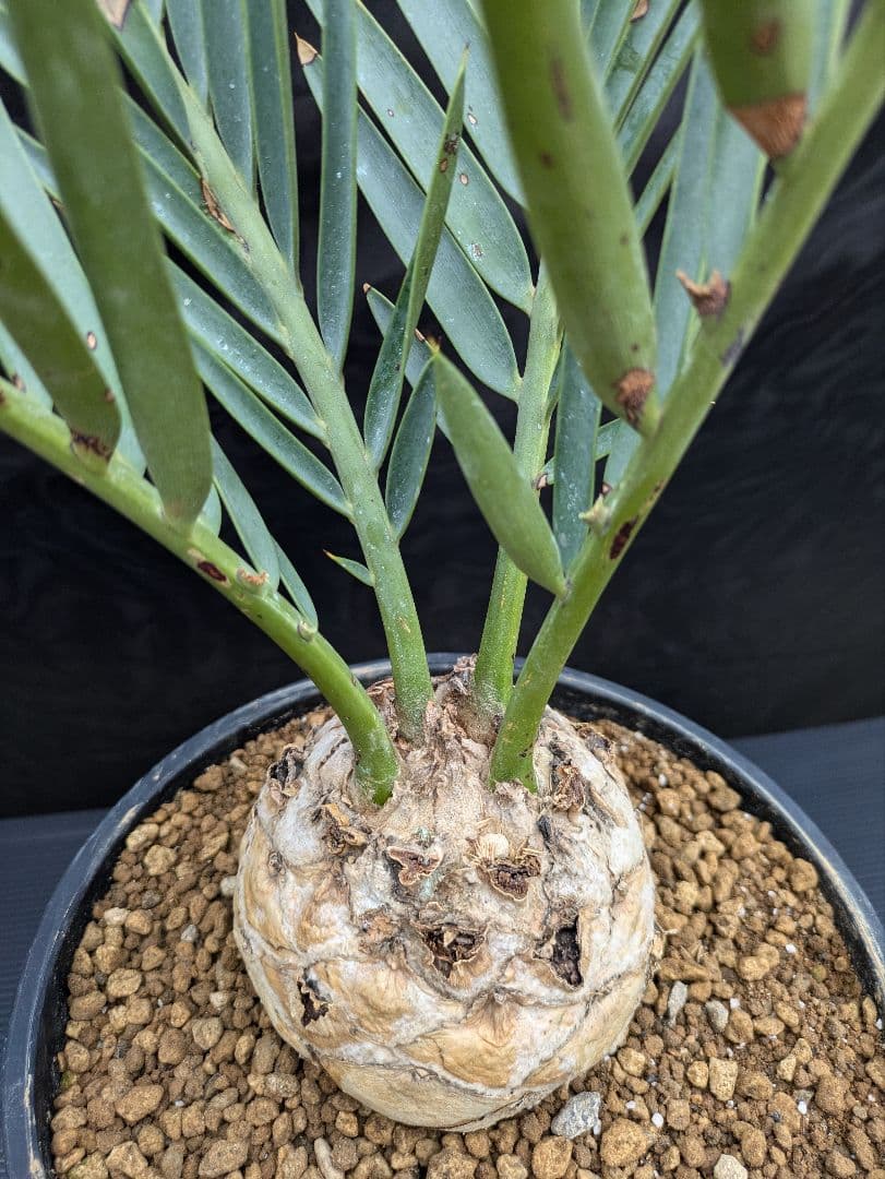 13 エンセファラルトス プリンセプス 特大 白肌 球体 送料無料