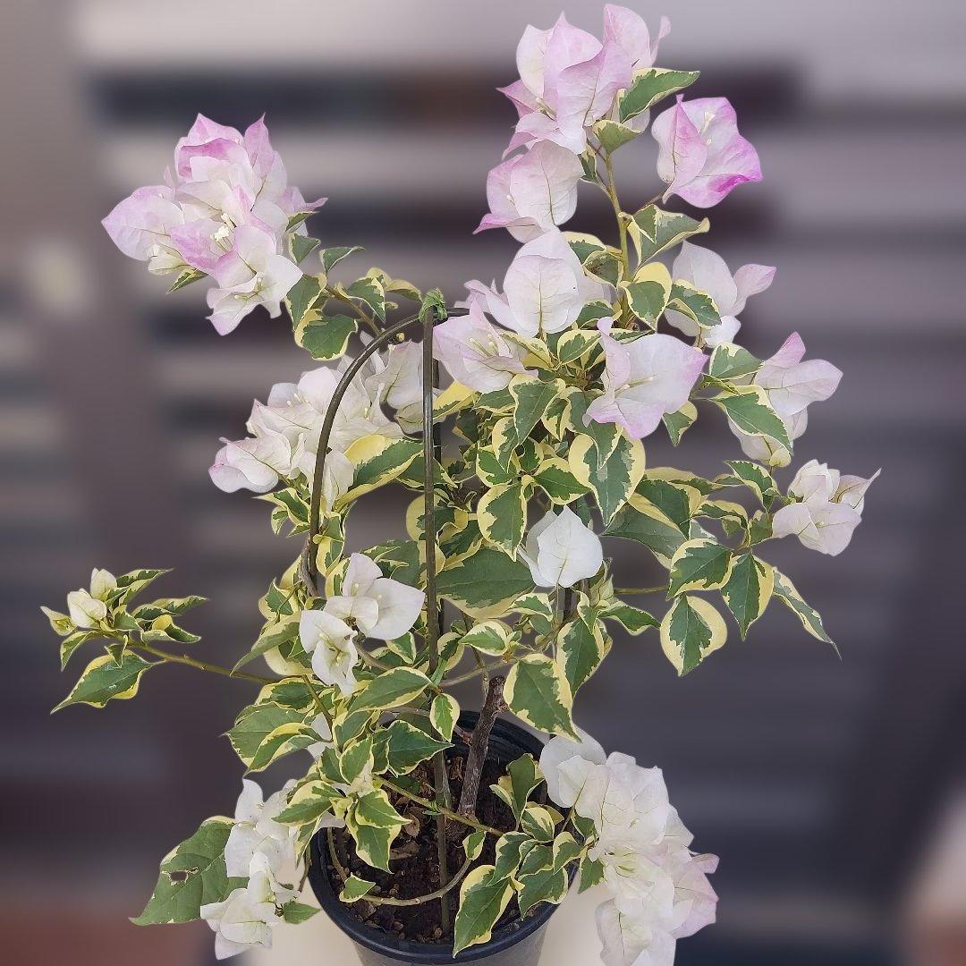 ブーゲンビリア斑入りピンクホワイト希少 No28 らくらくメルカリ便発送‼️