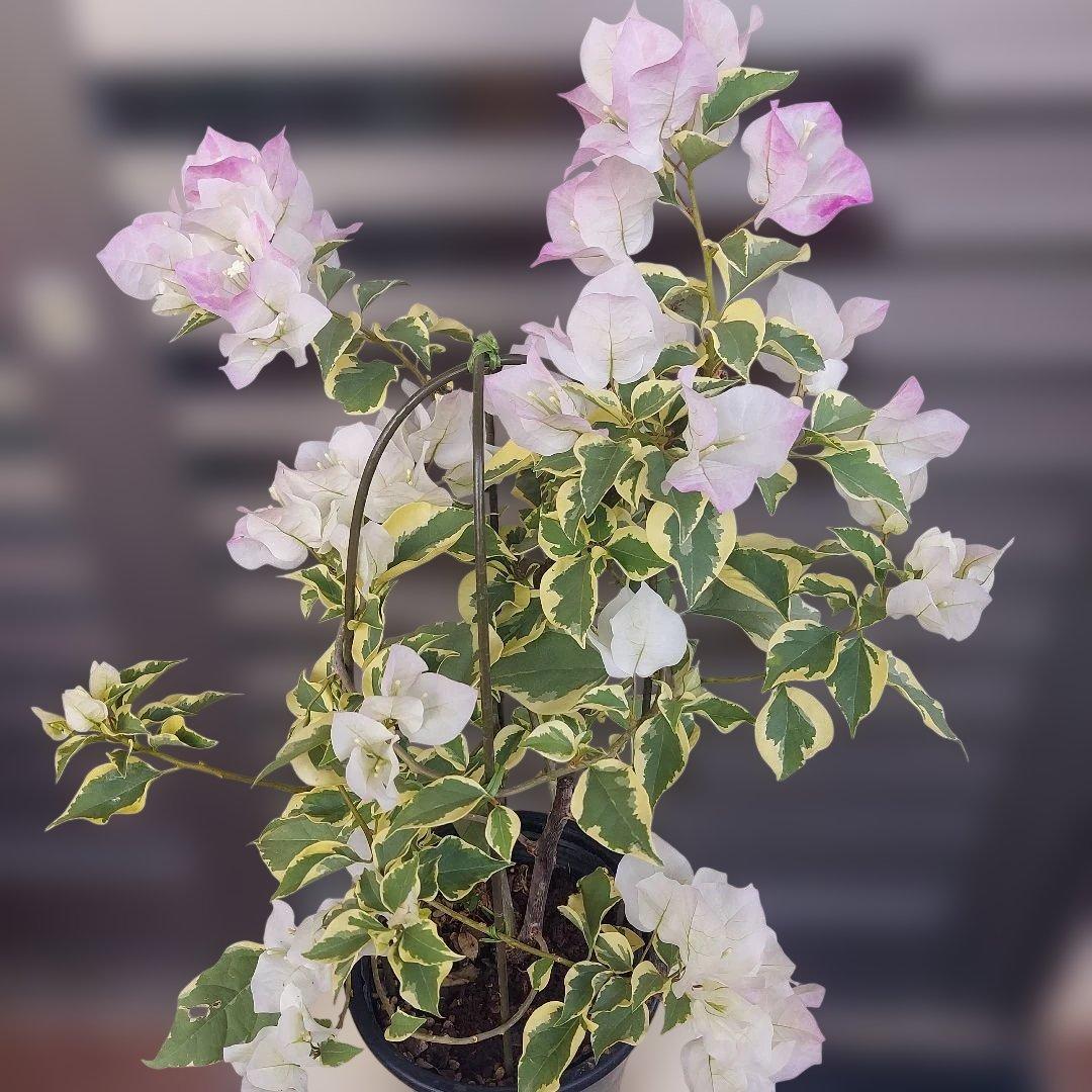 ブーゲンビリア斑入りピンクホワイト希少 No28 らくらくメルカリ便発送‼️