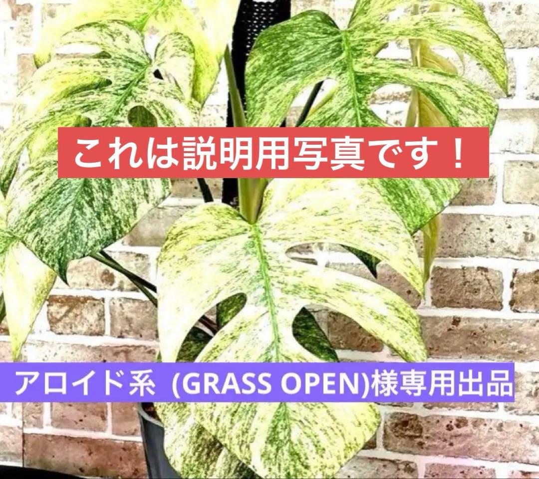 (専用)モンステラ　4