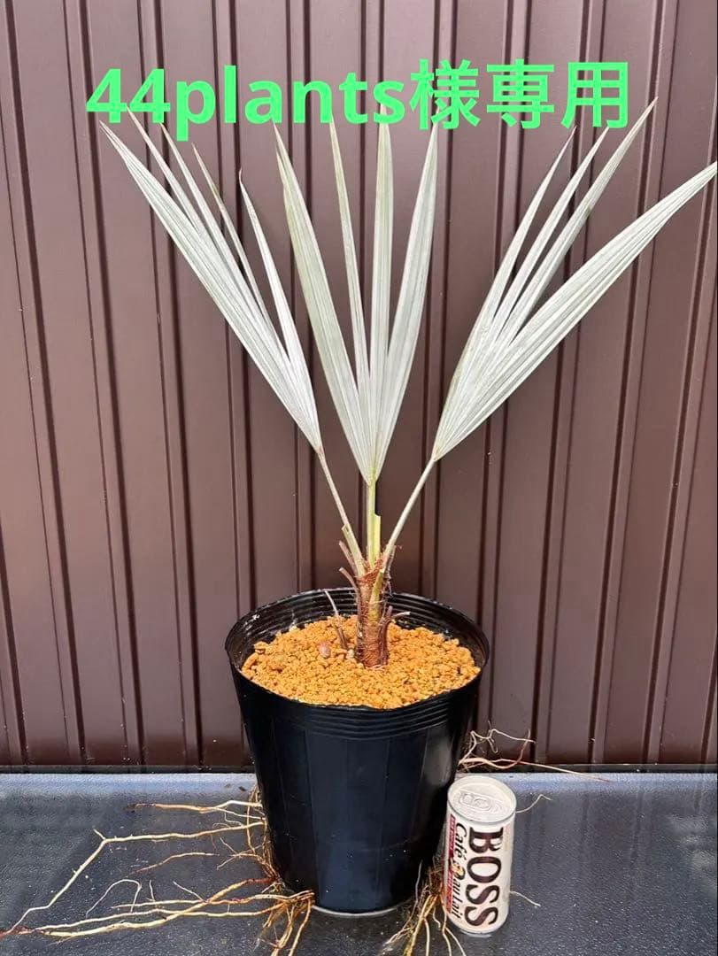 ブラヘア アルマータ V 特白個体