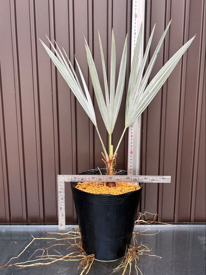 ブラヘア アルマータ V 特白個体