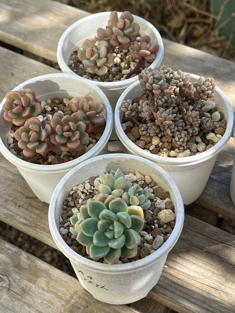 あ*く様 エケベリア セット④ 札付き　ぼのぼのさん苗