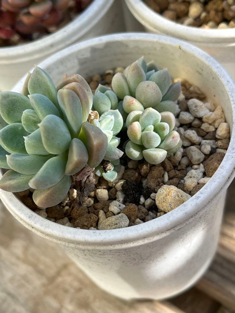 あ*く様 エケベリア セット④ 札付き　ぼのぼのさん苗