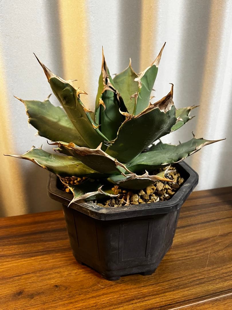 オアハカ オテロイ 実生 特大サイズ