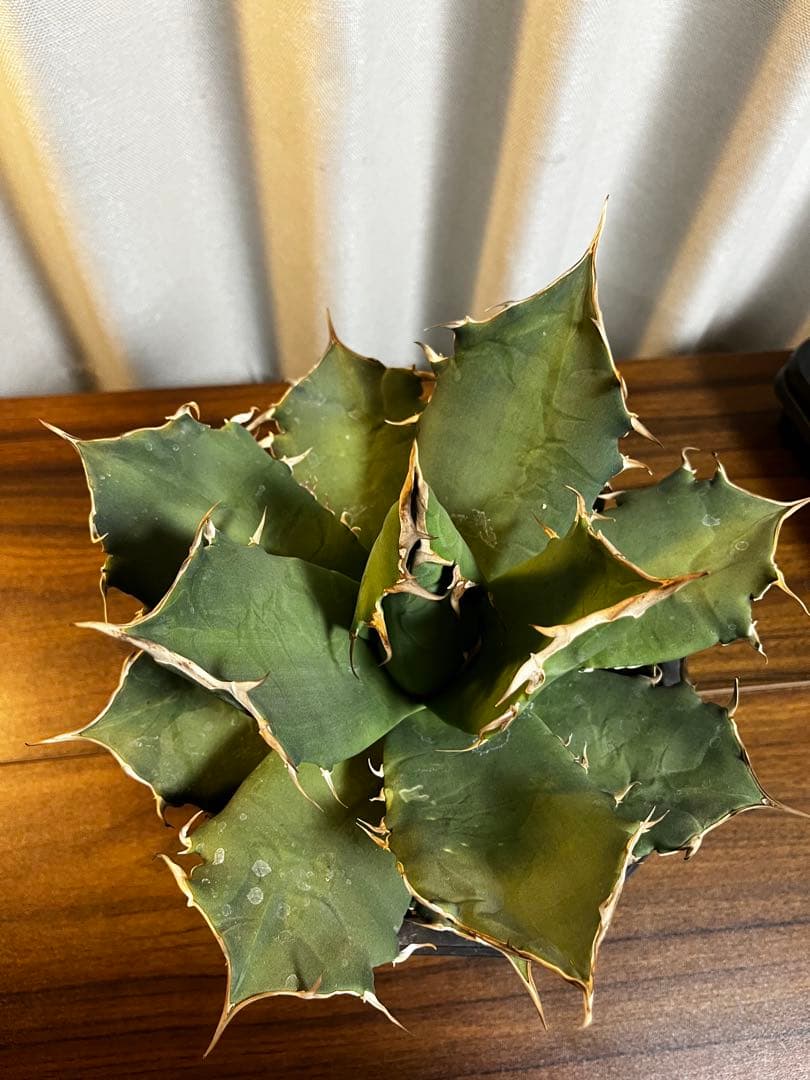 オアハカ オテロイ 実生 特大サイズ