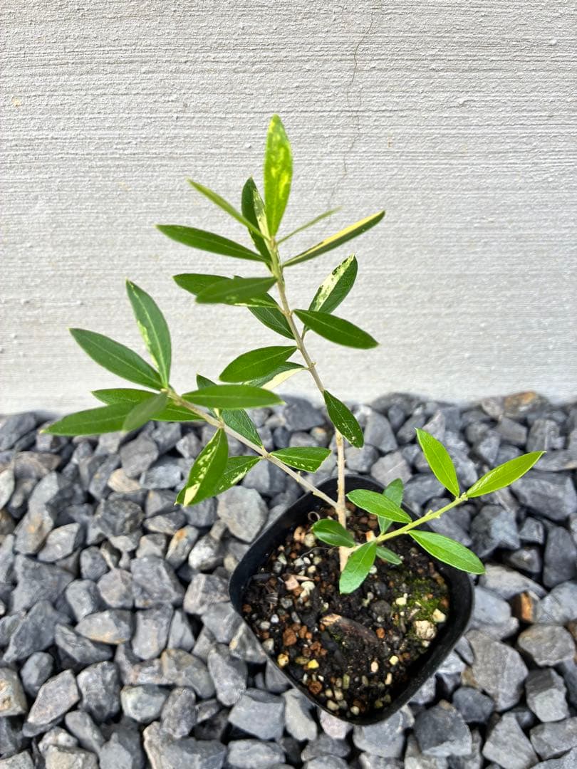 斑入りオリーブ苗　④