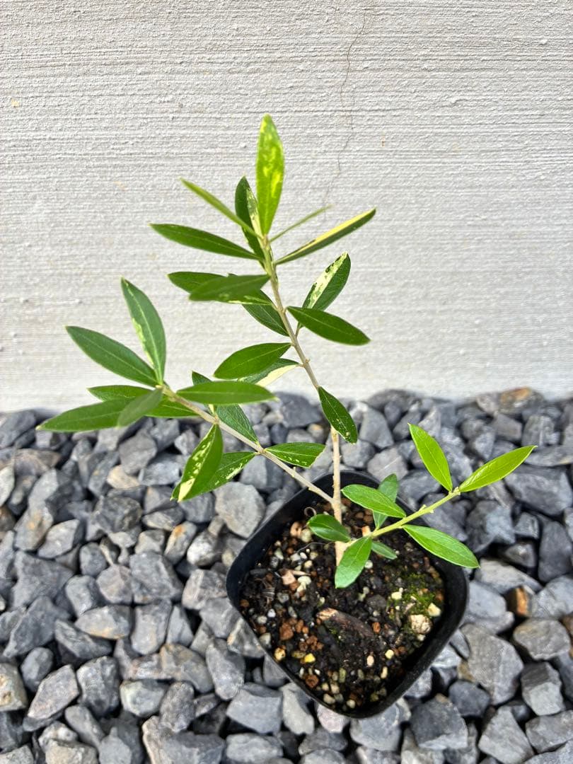 斑入りオリーブ苗　④