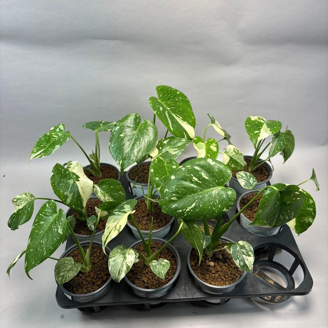 S*T様 10株セットlsw663【特別選抜】モンステラ・タイコンステレーション