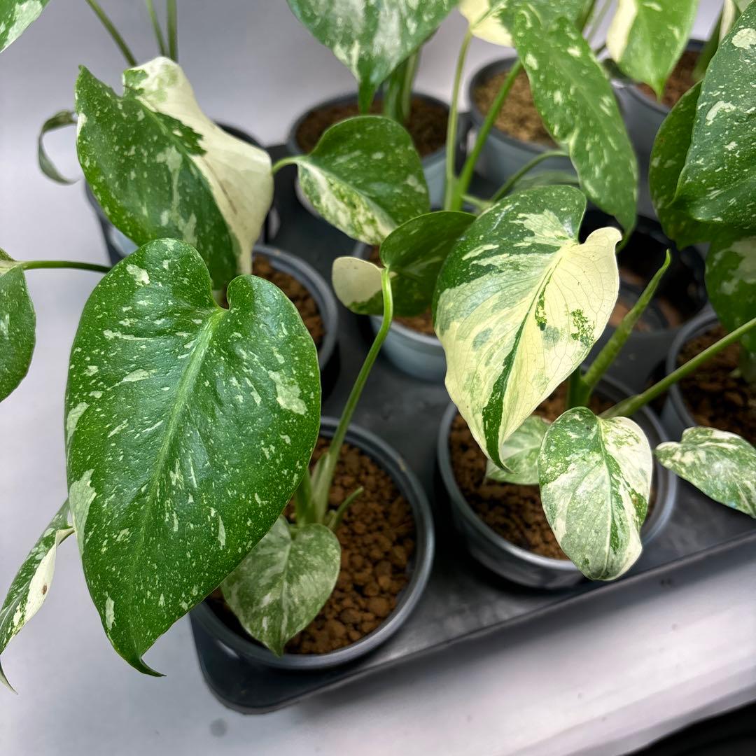 S*T様 10株セットlsw663【特別選抜】モンステラ・タイコンステレーション