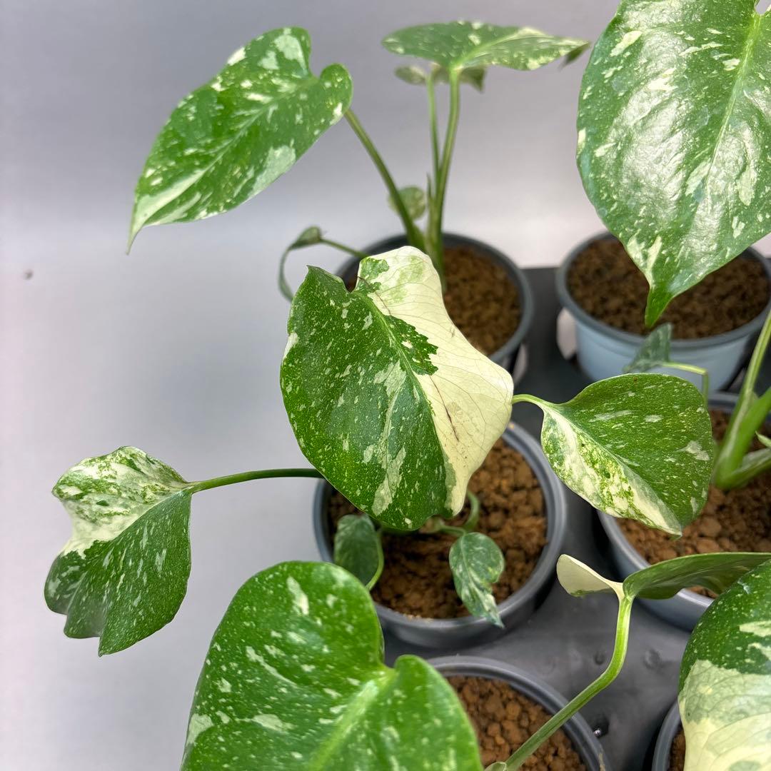 S*T様 10株セットlsw663【特別選抜】モンステラ・タイコンステレーション