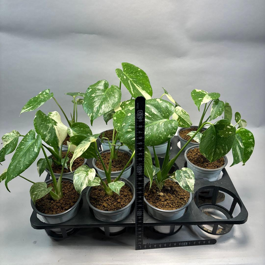 S*T様 10株セットlsw663【特別選抜】モンステラ・タイコンステレーション