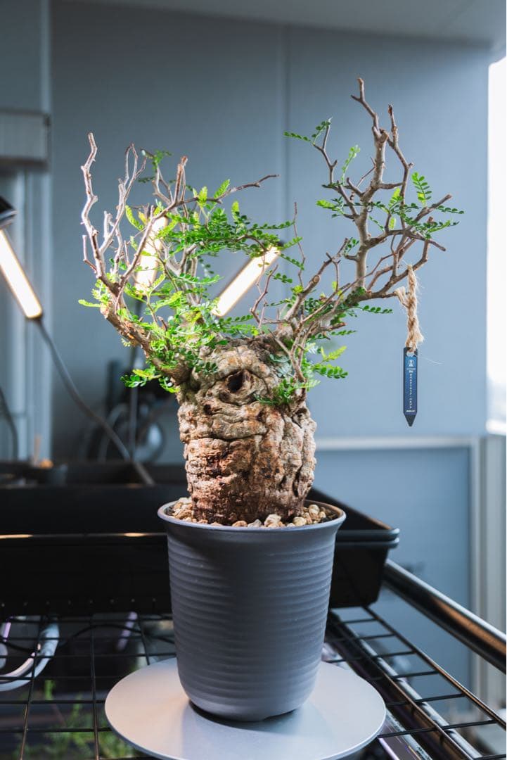 【Operculicarya pachypus｜オペルクリカリア・パキプス】