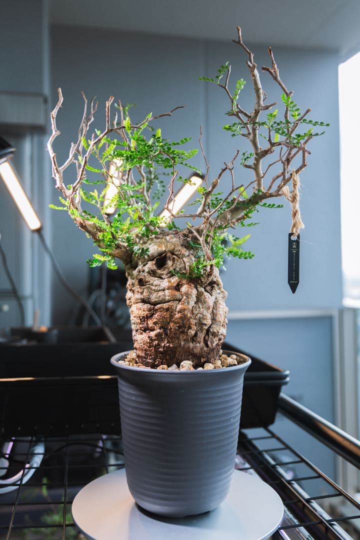 【Operculicarya pachypus｜オペルクリカリア・パキプス】