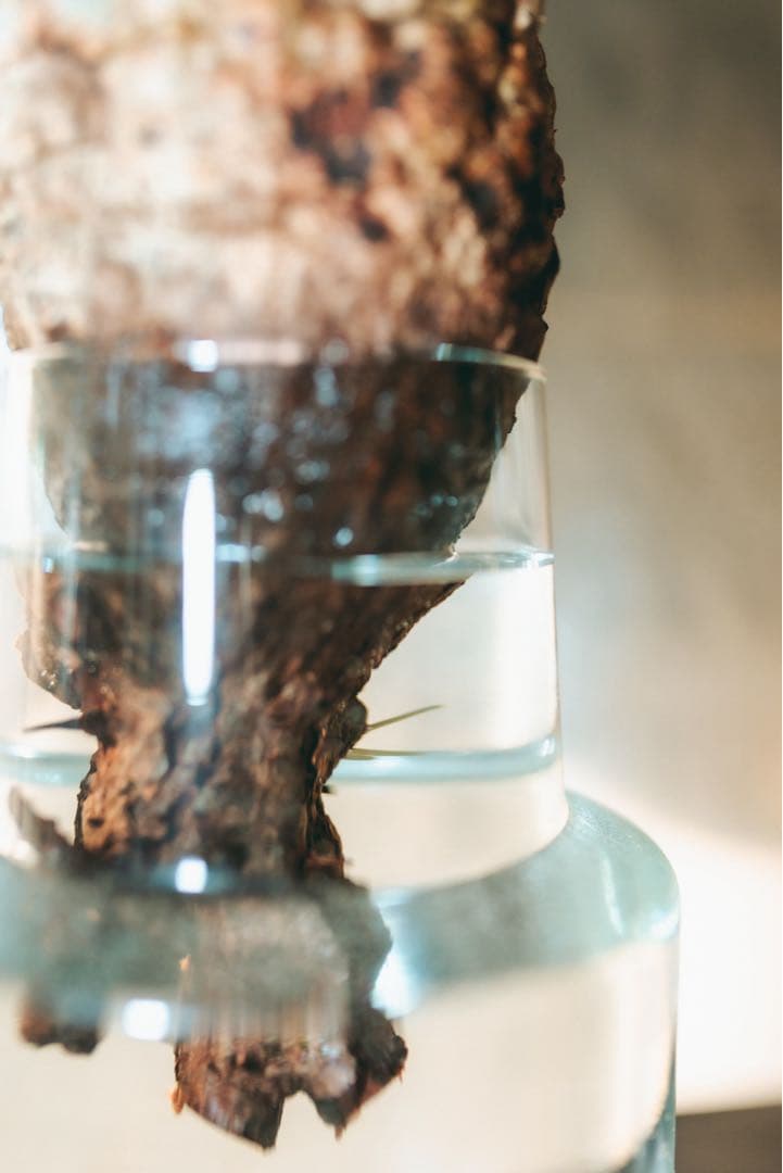 【Operculicarya pachypus｜オペルクリカリア・パキプス】