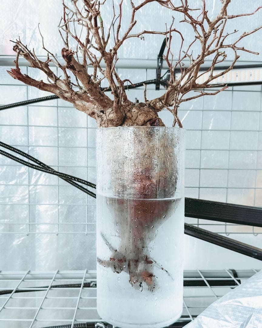 【Operculicarya pachypus｜オペルクリカリア・パキプス】