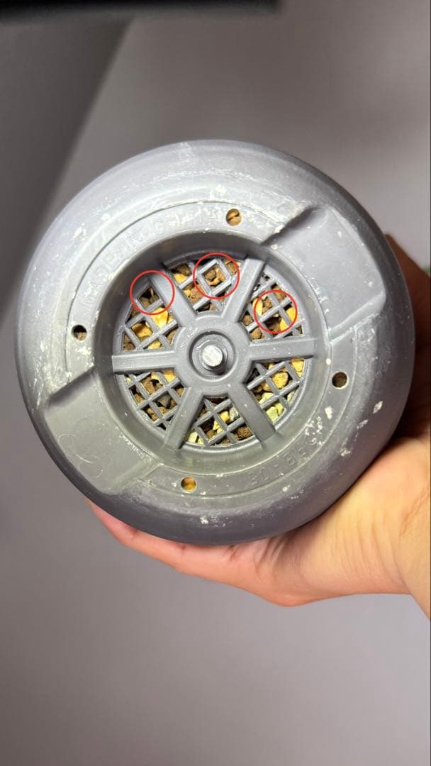 【Operculicarya pachypus｜オペルクリカリア・パキプス】