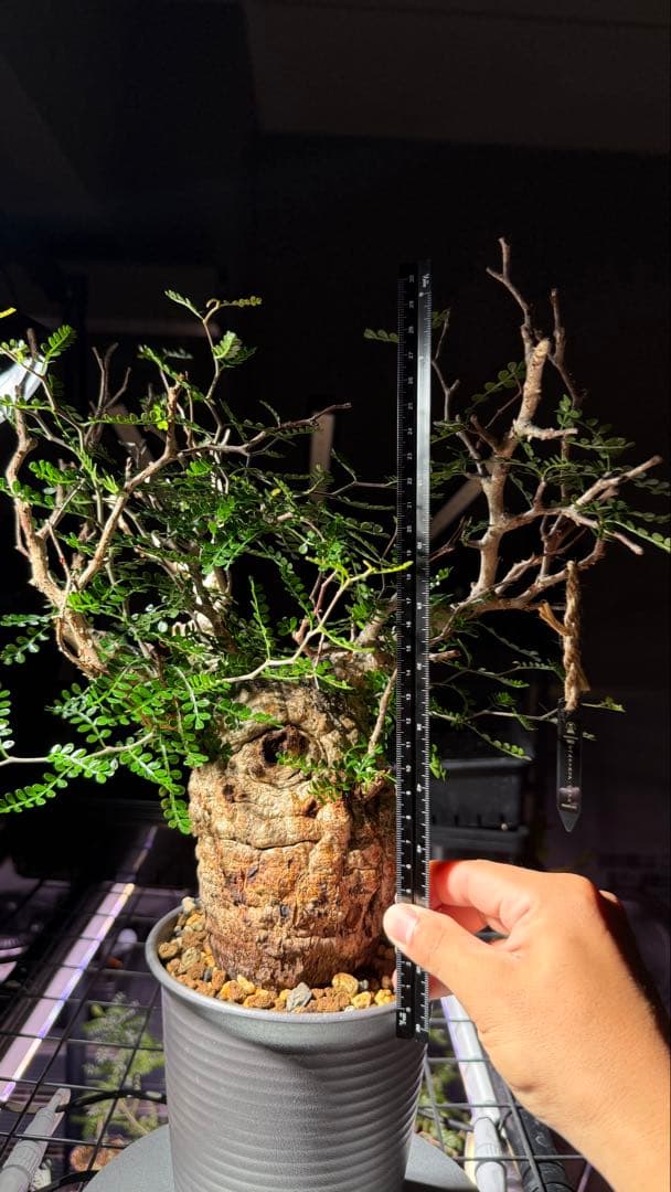 【Operculicarya pachypus｜オペルクリカリア・パキプス】