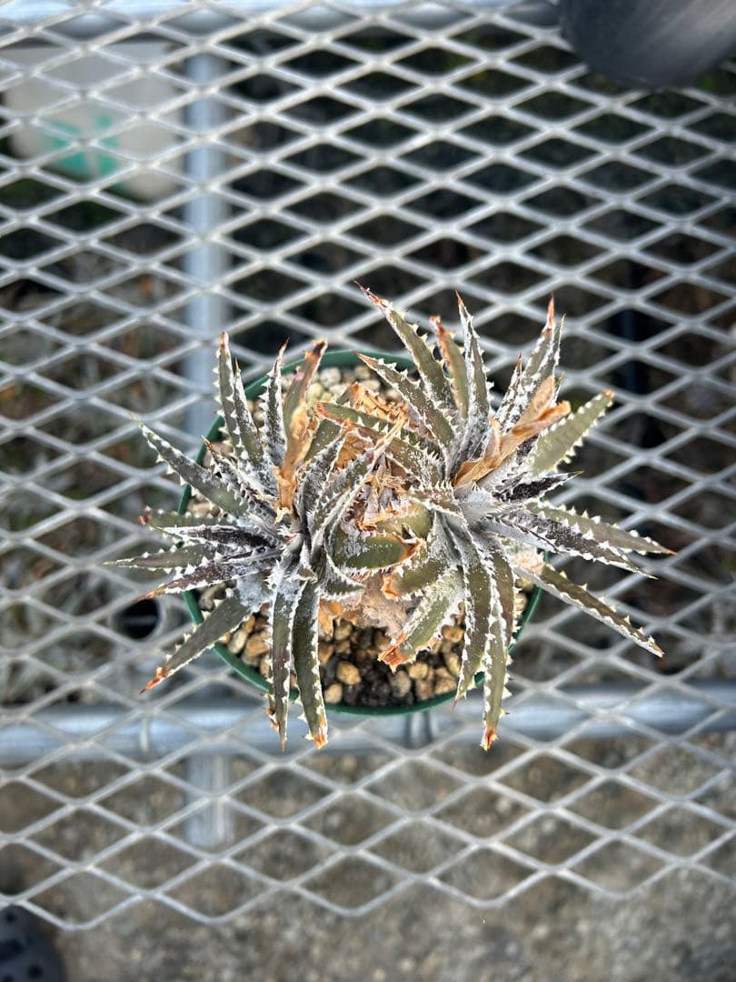 DBディッキア Dyckia Bill Baker hybrid #110