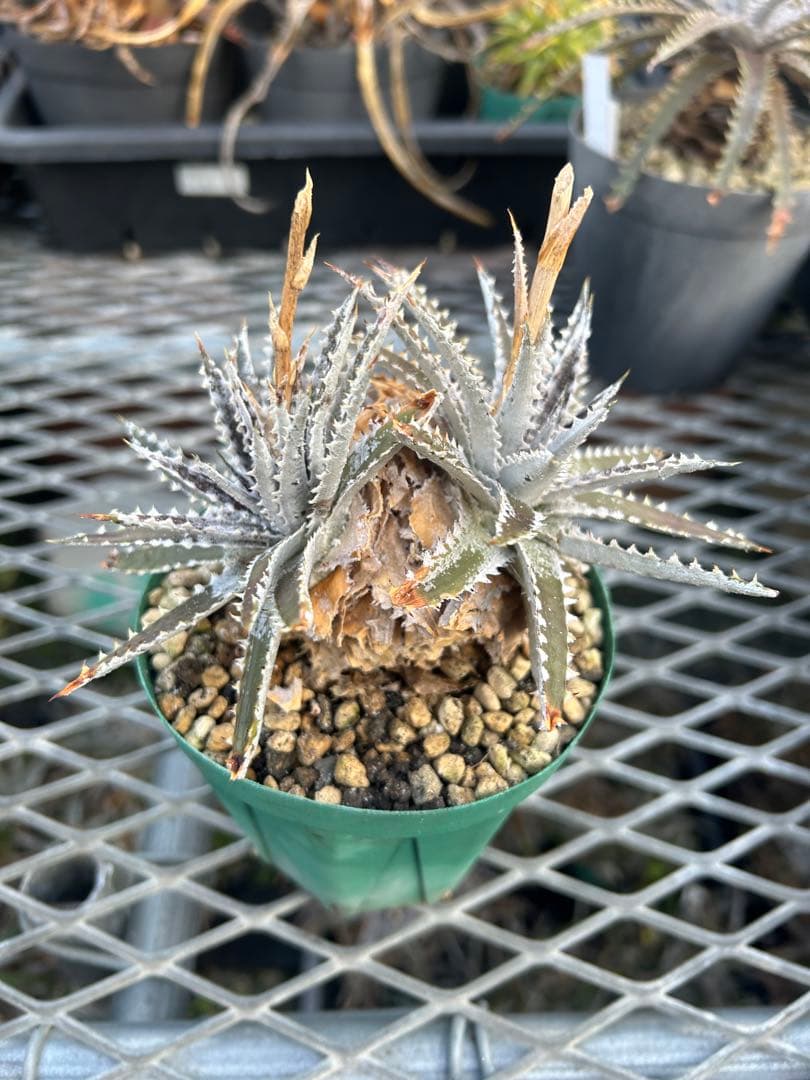 DBディッキア Dyckia Bill Baker hybrid #110