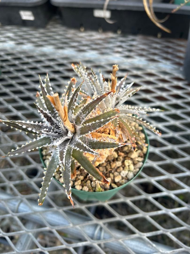DBディッキア Dyckia Bill Baker hybrid #110