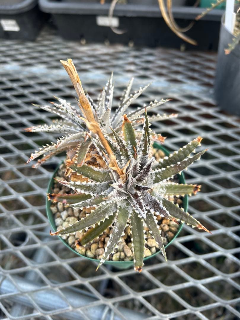DBディッキア Dyckia Bill Baker hybrid #110