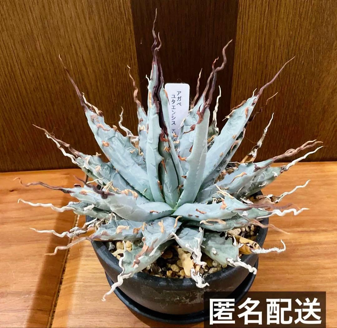 お値下げ中　アガベ　ユタエンシス　エボリスピナ　陽炎　1点