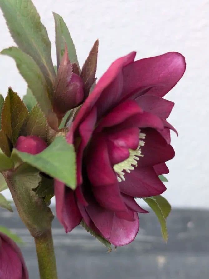 広瀬園芸 クリスマスローズ レッドリバーシブルDD｜内黒赤×裏ワインレッド