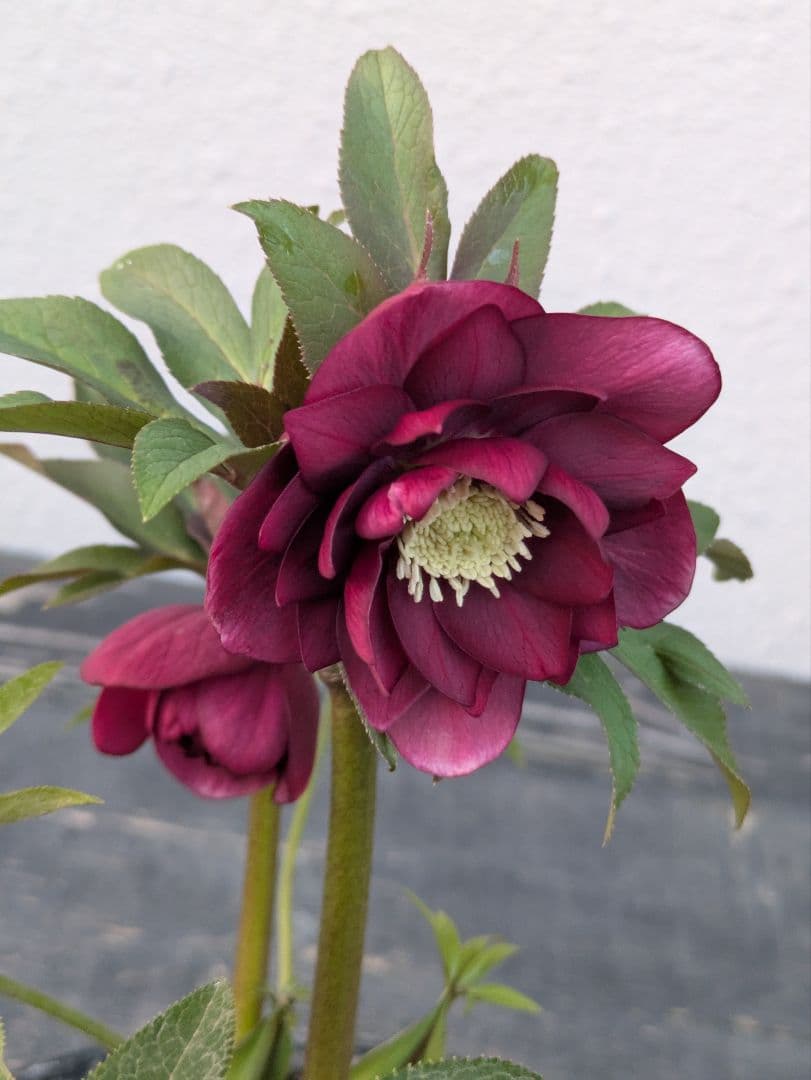 広瀬園芸 クリスマスローズ レッドリバーシブルDD｜内黒赤×裏ワインレッド