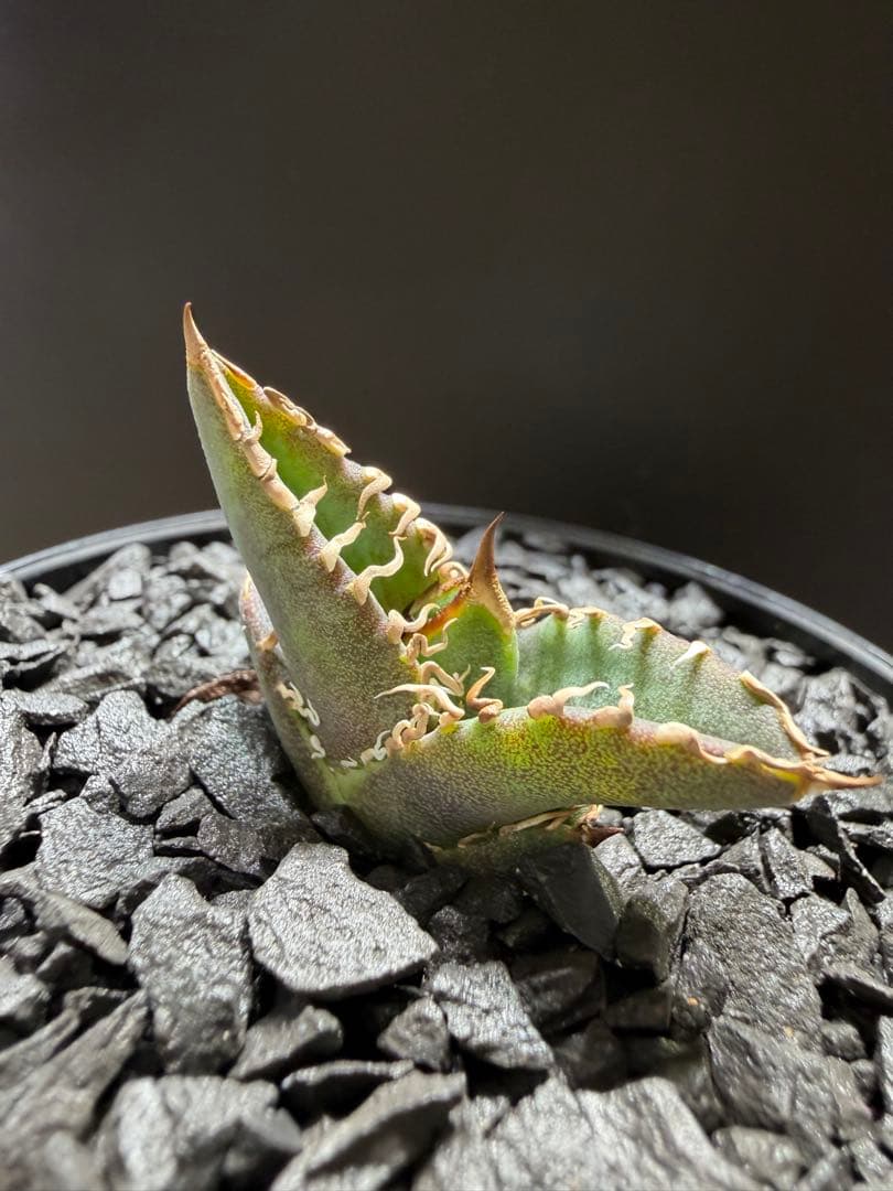 ismさん専用ページ