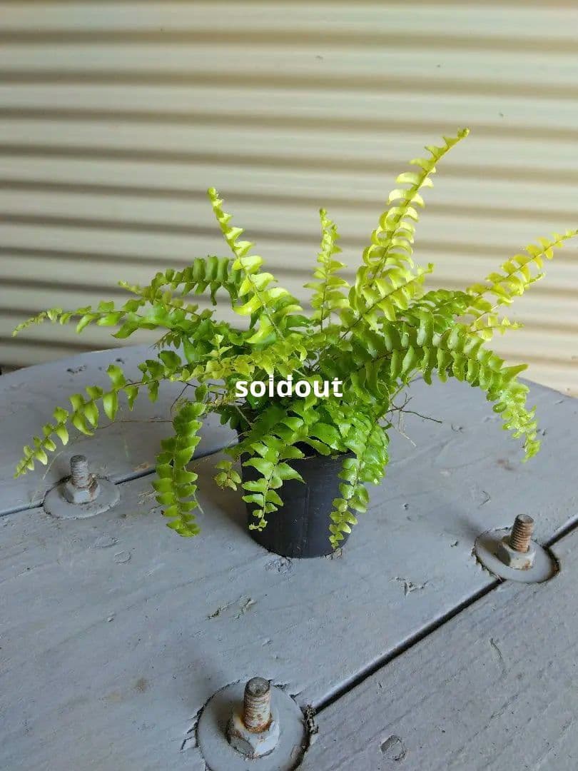第4種発送/ポットごと発送/ネフロレピス＊ボストンファーン