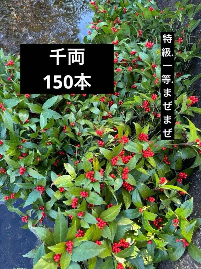 千両　エディブルフラワー　飾り葉　正月　クリスマス