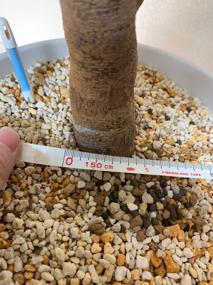 M*K様 エバーフレッシュ　美樹形　130cm