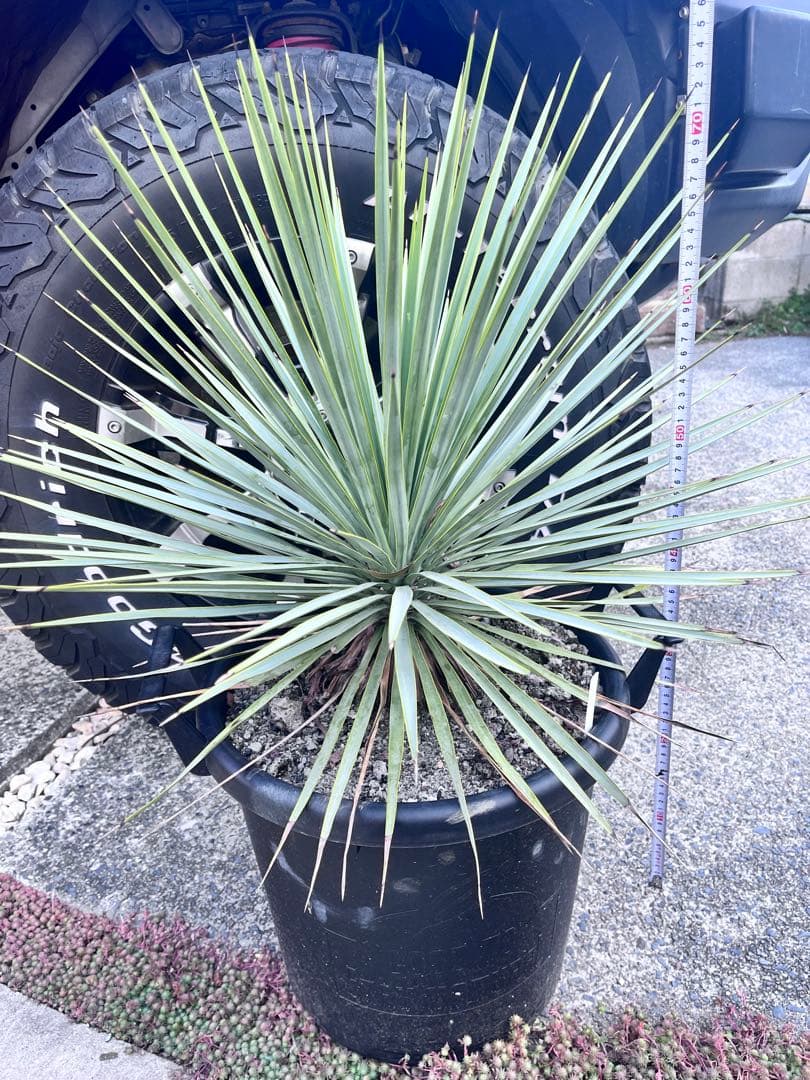 ユッカ　ロストラータ