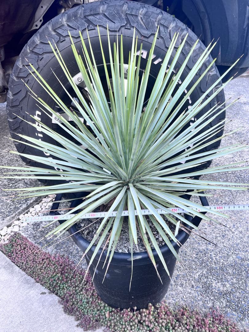 ユッカ　ロストラータ