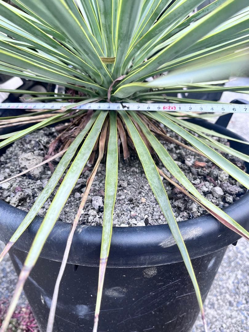 ユッカ　ロストラータ