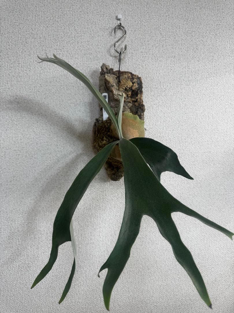 P. Lion Head ライオンヘッド　ビカクシダ　株分け　OC コルク