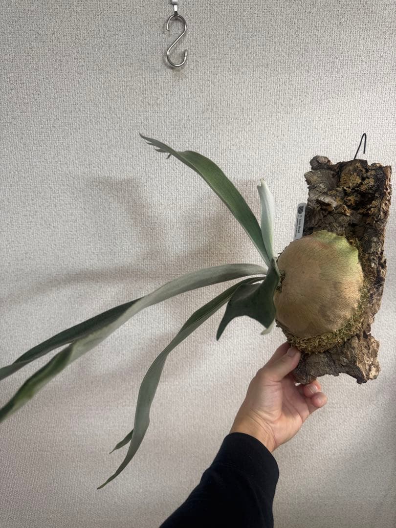 P. Lion Head ライオンヘッド　ビカクシダ　株分け　OC コルク