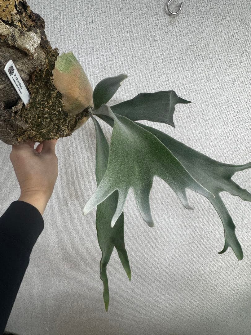 P. Lion Head ライオンヘッド　ビカクシダ　株分け　OC コルク