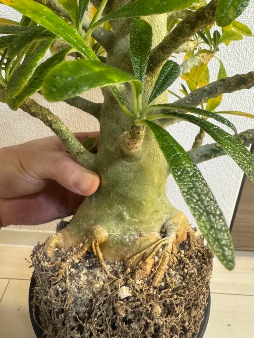 激太　ドルステニアギガス