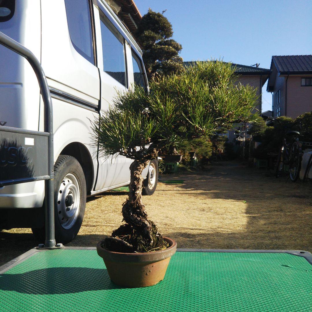 タイムセール⭕️ 実生65年 黒松盆栽 送料無料 BONSAI 盆栽 インテリア