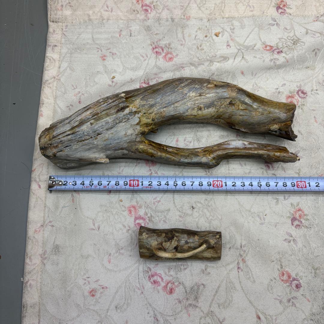 海松　深海松　レインボーコーラル　置物　素材　原木