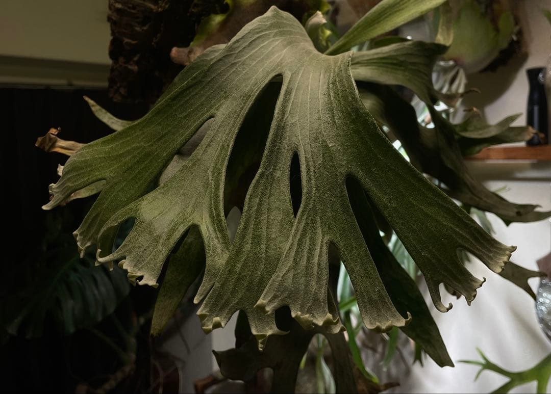 ビカクシダ P.ginka OC ギンカ 子株