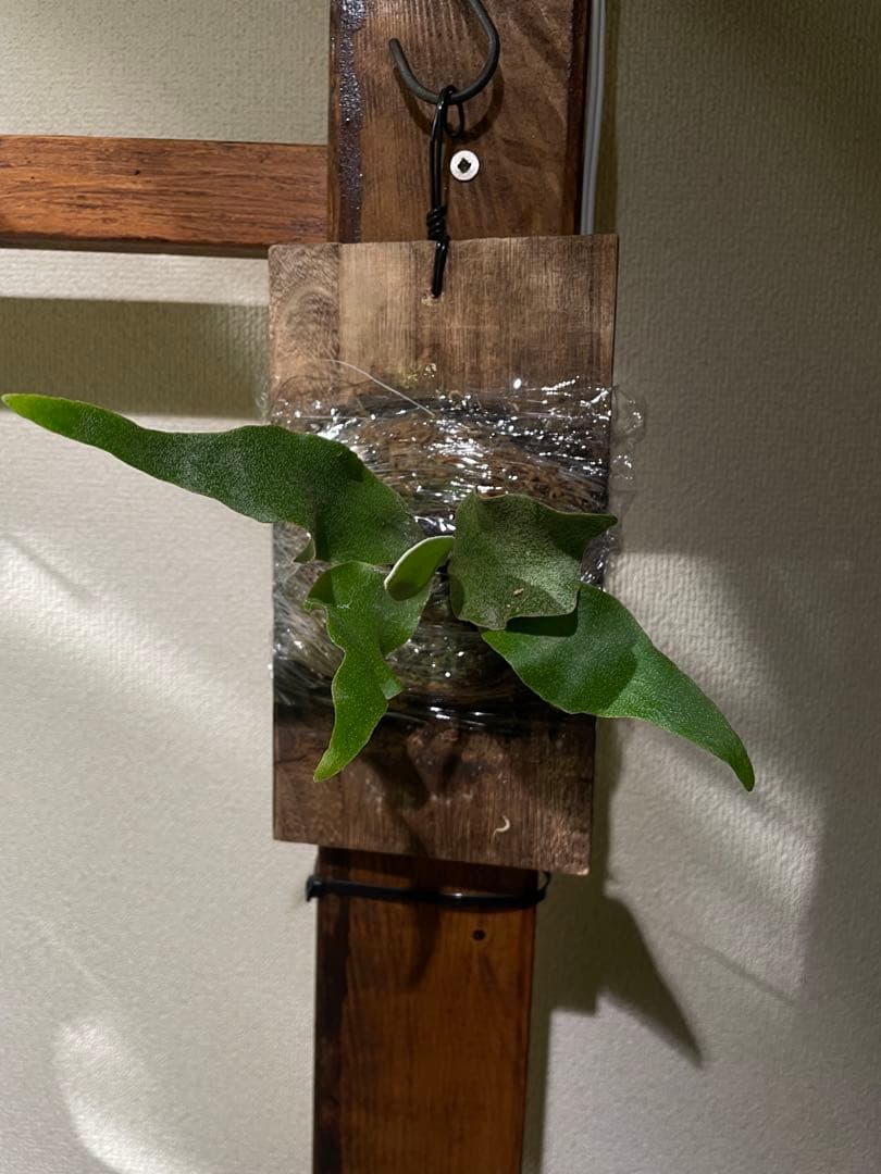 ビカクシダ P.ginka OC ギンカ 子株