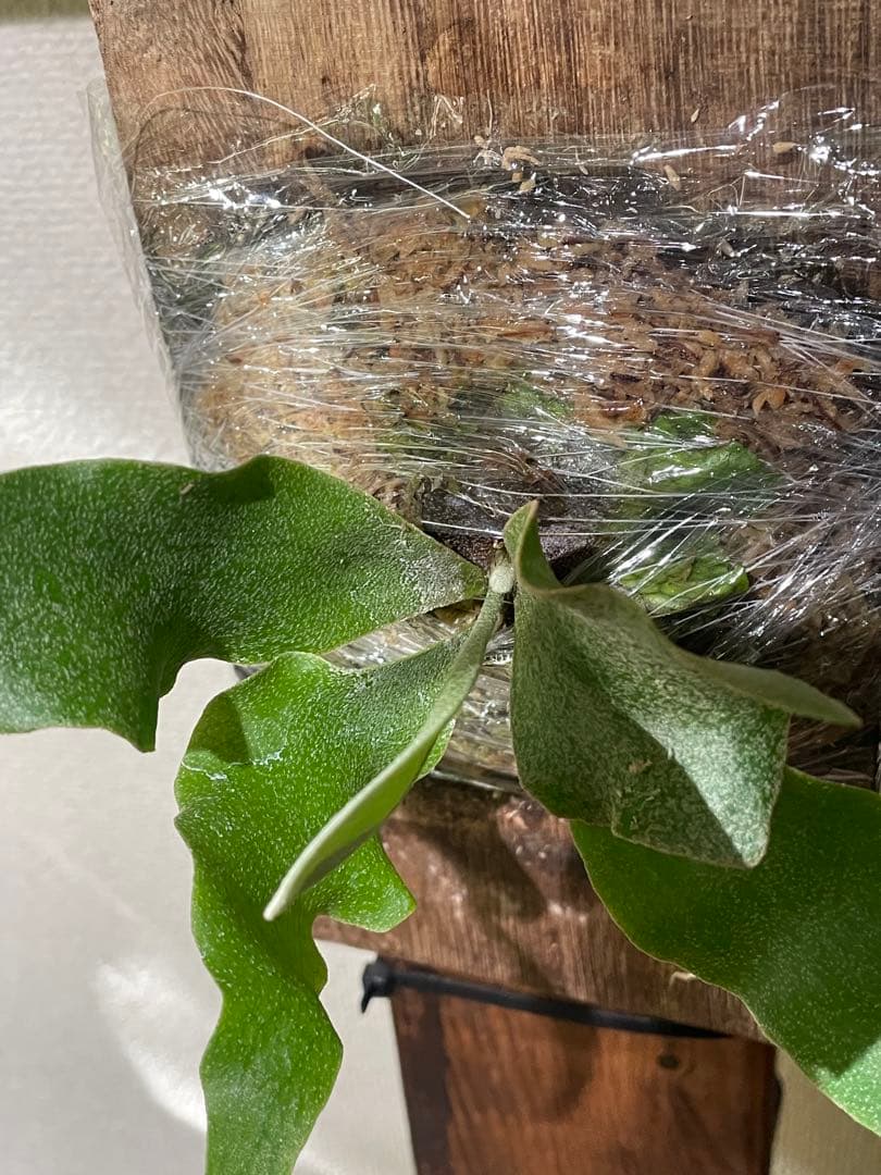 ビカクシダ P.ginka OC ギンカ 子株