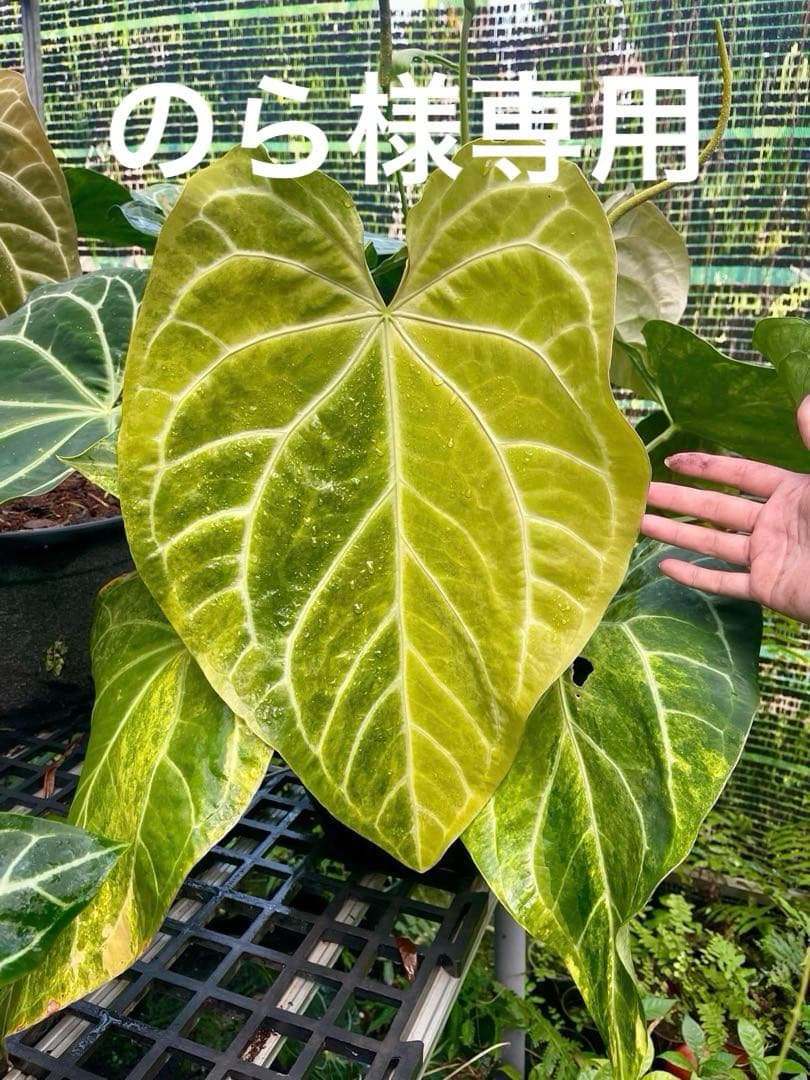 のら アンスリウム斑入り　2株